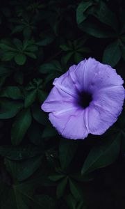 Preview wallpaper ipomoea violacea, ipomoea, flower, lilac, leaves