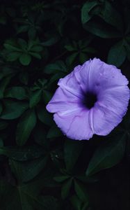 Preview wallpaper ipomoea violacea, ipomoea, flower, lilac, leaves