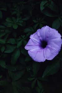 Preview wallpaper ipomoea violacea, ipomoea, flower, lilac, leaves