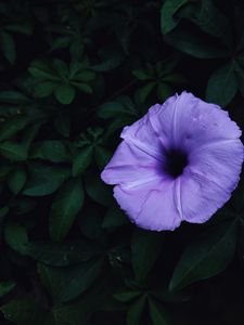 Preview wallpaper ipomoea violacea, ipomoea, flower, lilac, leaves