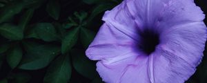 Preview wallpaper ipomoea violacea, ipomoea, flower, lilac, leaves