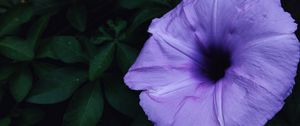 Preview wallpaper ipomoea violacea, ipomoea, flower, lilac, leaves