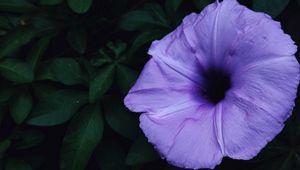 Preview wallpaper ipomoea violacea, ipomoea, flower, lilac, leaves