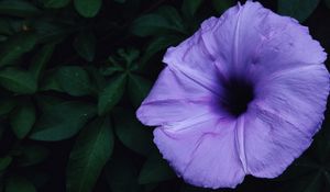 Preview wallpaper ipomoea violacea, ipomoea, flower, lilac, leaves