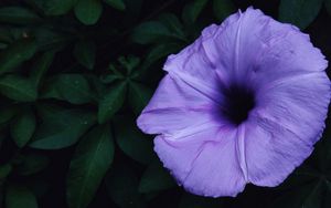 Preview wallpaper ipomoea violacea, ipomoea, flower, lilac, leaves