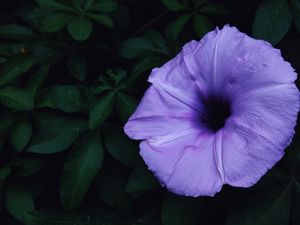 Preview wallpaper ipomoea violacea, ipomoea, flower, lilac, leaves