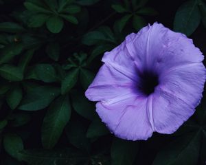 Preview wallpaper ipomoea violacea, ipomoea, flower, lilac, leaves