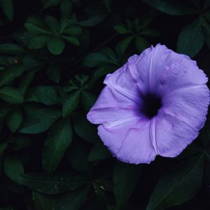 Preview wallpaper ipomoea violacea, ipomoea, flower, lilac, leaves