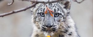 Preview wallpaper irbis, animal, big cat, twigs, wildlife