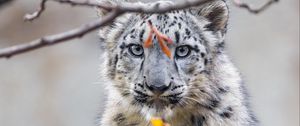 Preview wallpaper irbis, animal, big cat, twigs, wildlife