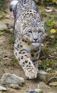 Preview wallpaper irbis, animal, predator, big cat, glance