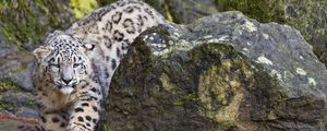 Preview wallpaper irbis, animal, predator, movement, big cat