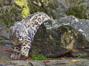 Preview wallpaper irbis, animal, predator, movement, big cat