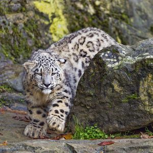 Preview wallpaper irbis, animal, predator, movement, big cat