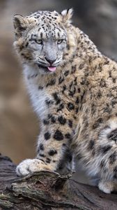 Preview wallpaper irbis, animal, protruding tongue, big cat