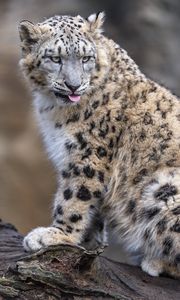 Preview wallpaper irbis, animal, protruding tongue, big cat