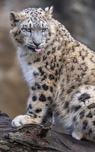 Preview wallpaper irbis, animal, protruding tongue, big cat