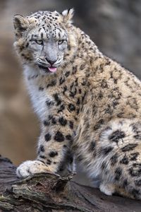 Preview wallpaper irbis, animal, protruding tongue, big cat