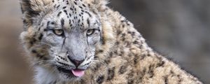 Preview wallpaper irbis, animal, protruding tongue, big cat