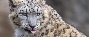 Preview wallpaper irbis, animal, protruding tongue, big cat