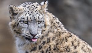 Preview wallpaper irbis, animal, protruding tongue, big cat