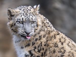 Preview wallpaper irbis, animal, protruding tongue, big cat