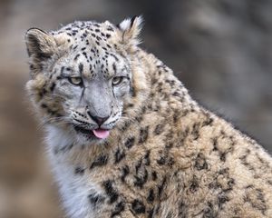 Preview wallpaper irbis, animal, protruding tongue, big cat