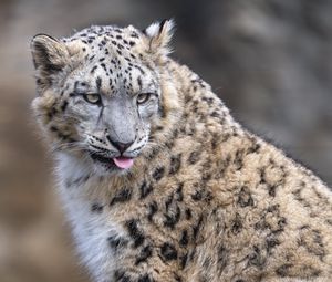 Preview wallpaper irbis, animal, protruding tongue, big cat