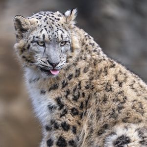 Preview wallpaper irbis, animal, protruding tongue, big cat