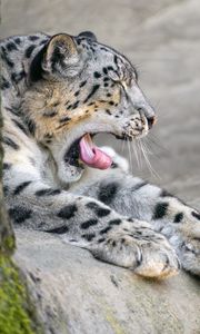 Preview wallpaper irbis, animal, wild animal, protruding tongue, predator, stones