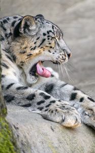 Preview wallpaper irbis, animal, wild animal, protruding tongue, predator, stones