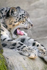 Preview wallpaper irbis, animal, wild animal, protruding tongue, predator, stones