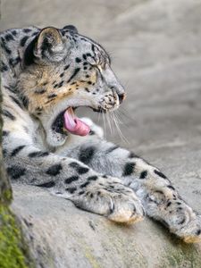 Preview wallpaper irbis, animal, wild animal, protruding tongue, predator, stones