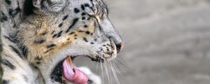 Preview wallpaper irbis, animal, wild animal, protruding tongue, predator, stones