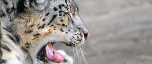 Preview wallpaper irbis, animal, wild animal, protruding tongue, predator, stones