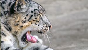 Preview wallpaper irbis, animal, wild animal, protruding tongue, predator, stones