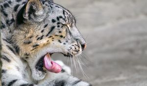 Preview wallpaper irbis, animal, wild animal, protruding tongue, predator, stones