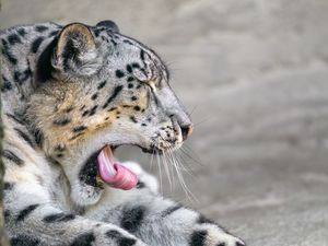 Preview wallpaper irbis, animal, wild animal, protruding tongue, predator, stones