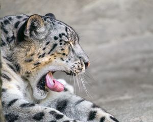 Preview wallpaper irbis, animal, wild animal, protruding tongue, predator, stones