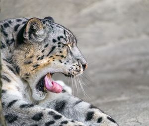 Preview wallpaper irbis, animal, wild animal, protruding tongue, predator, stones