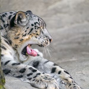 Preview wallpaper irbis, animal, wild animal, protruding tongue, predator, stones