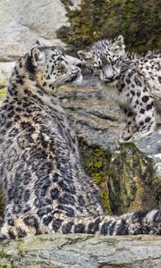 Preview wallpaper irbis, big cat, kitten, predator, animal, movement