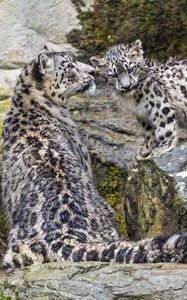 Preview wallpaper irbis, big cat, kitten, predator, animal, movement