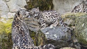 Preview wallpaper irbis, big cat, kitten, predator, animal, movement