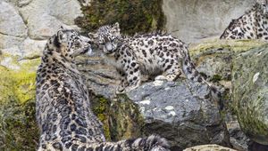 Preview wallpaper irbis, big cat, kitten, predator, animal, movement