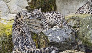 Preview wallpaper irbis, big cat, kitten, predator, animal, movement