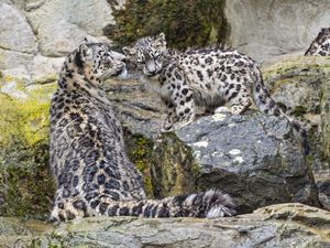 Preview wallpaper irbis, big cat, kitten, predator, animal, movement