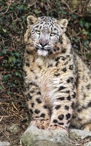 Preview wallpaper irbis, big cat, predator, animal, white