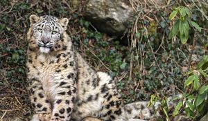 Preview wallpaper irbis, big cat, predator, animal, white