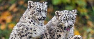 Preview wallpaper irbis, cub, kitten, predator, animal, wildlife